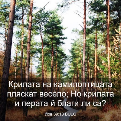 Picture 03 - Йов 39:13 BULG - Крилата на камилоптицата - Bible Verse Picture