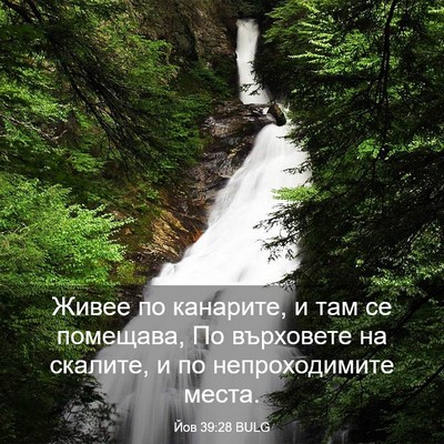 Picture 03 - Йов 39:28 BULG - Живее по канарите, и там се - Bible Verse Picture