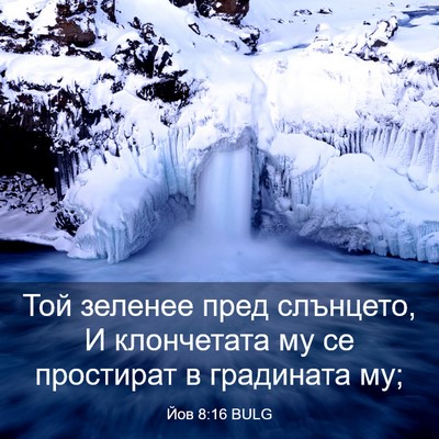 Picture 03 - Йов 8:16 BULG - Той зеленее пред слънцето, - Bible Verse Picture