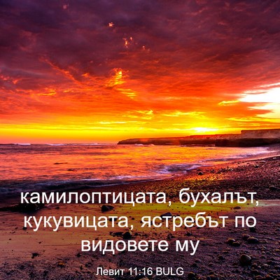 Picture 03 - Левит 11:16 BULG - камилоптицата, бухалът, - Bible Verse Picture