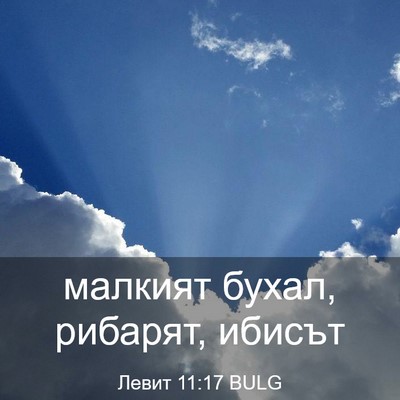 Picture 03 - Левит 11:17 BULG - малкият бухал, рибарят, - Bible Verse Picture