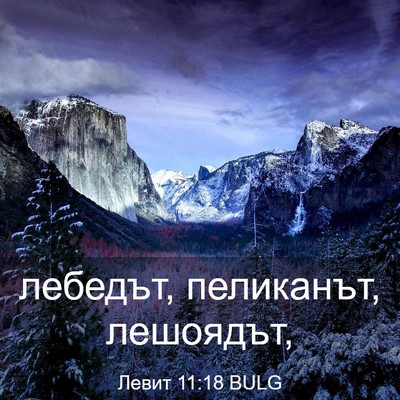 Picture 03 - Левит 11:18 BULG - лебедът, пеликанът, - Bible Verse Picture