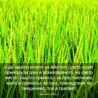 Picture 03 - Левит 14:13 BULG - и да заколи агнето на - Bible Verse Picture