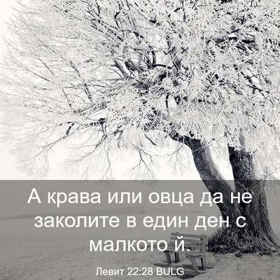 Picture 03 - Левит 22:28 BULG - А крава или овца да не - Bible Verse Picture