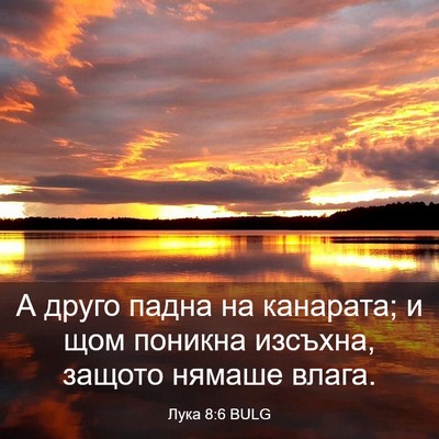 Picture 03 - Лука 8:6 BULG - А друго падна на канарата; - Bible Verse Picture