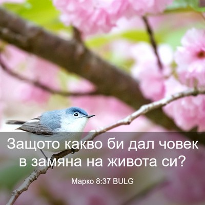Picture 03 - Марко 8:37 BULG - Защото какво би дал човек в - Bible Verse Picture
