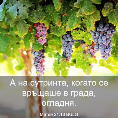 Picture 03 - Матей 21:18 BULG - А на сутринта, когато се - Bible Verse Picture