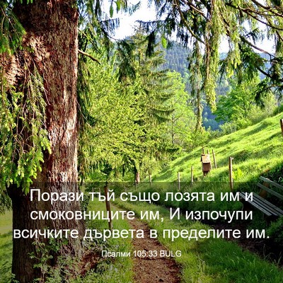 Picture 03 - Псалми 105:33 BULG - Порази тъй също лозята им и - Bible Verse Picture