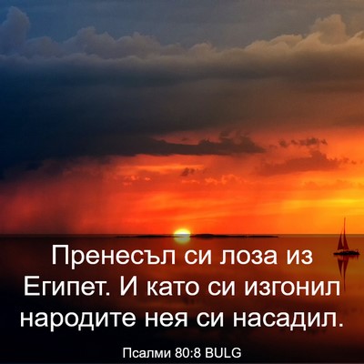 Picture 03 - Псалми 80:8 BULG - Пренесъл си лоза из Египет. - Bible Verse Picture