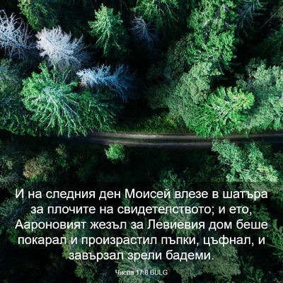 Picture 03 - Числа 17:8 BULG - И на следния ден Моисей - Bible Verse Picture