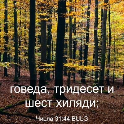 Picture 03 - Числа 31:44 BULG - говеда, тридесет и шест - Bible Verse Picture
