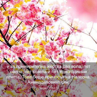 Picture 03 - Числа 7:17 BULG - и за примирителна жертва - Bible Verse Picture