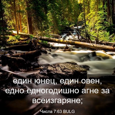 Picture 03 - Числа 7:63 BULG - един юнец, един овен, едно - Bible Verse Picture