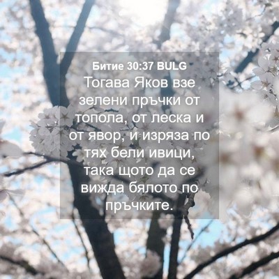 Picture 04 - Битие 30:37 BULG - Тогава Яков взе зелени - Bible Verse Picture