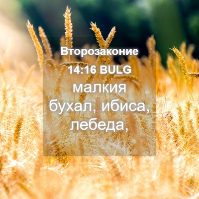 Picture 04 - Второзаконие 14:16 BULG - малкия бухал, ибиса, - Bible Verse Picture