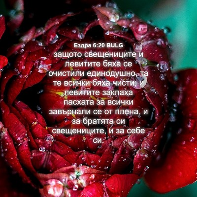 Picture 04 - Ездра 6:20 BULG - защото свещениците и - Bible Verse Picture
