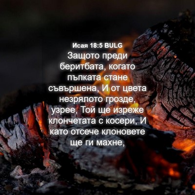 Picture 04 - Исая 18:5 BULG - Защото преди беритбата, - Bible Verse Picture