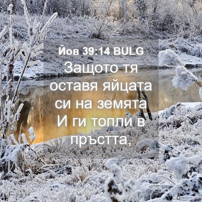 Picture 04 - Йов 39:14 BULG - Защото тя оставя яйцата си - Bible Verse Picture