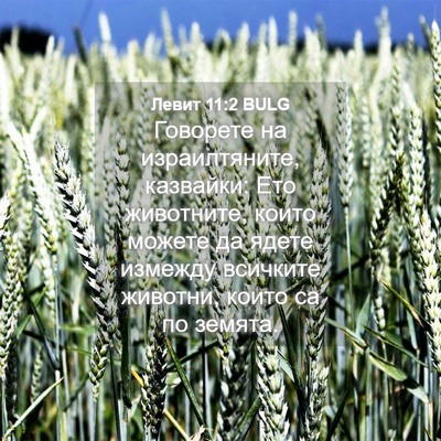 Picture 04 - Левит 11:2 BULG - Говорете на израилтяните, - Bible Verse Picture