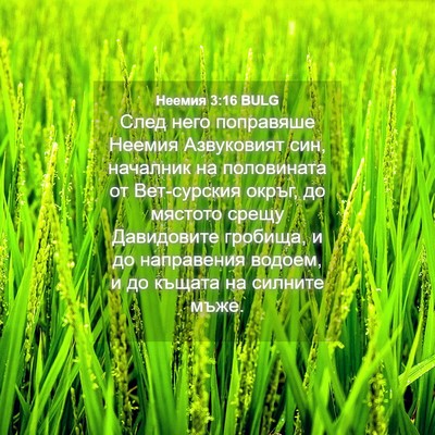 Picture 04 - Неемия 3:16 BULG - След него поправяше Неемия - Bible Verse Picture