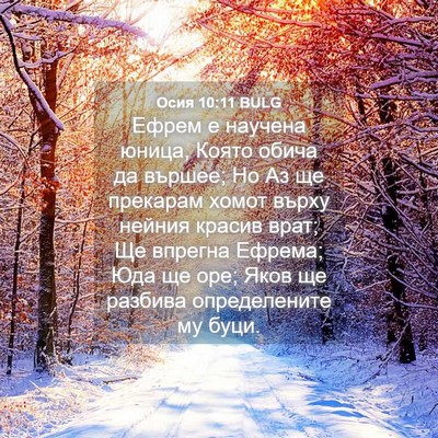 Picture 04 - Осия 10:11 BULG - Ефрем е научена юница, - Bible Verse Picture