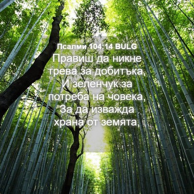 Picture 04 - Псалми 104:14 BULG - Правиш да никне трева за - Bible Verse Picture