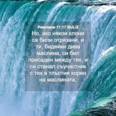 Picture 04 - Римляни 11:17 BULG - Но, ако някои клони са били - Bible Verse Picture