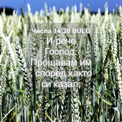 Picture 04 - Числа 14:20 BULG - И рече Господ: Прощавам им , - Bible Verse Picture