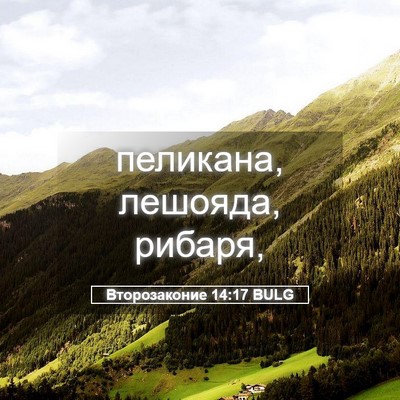 Picture 05 - Второзаконие 14:17 BULG - пеликана, лешояда, - Bible Verse Picture