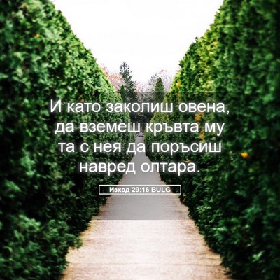 Picture 05 - Изход 29:16 BULG - И като заколиш овена, да - Bible Verse Picture
