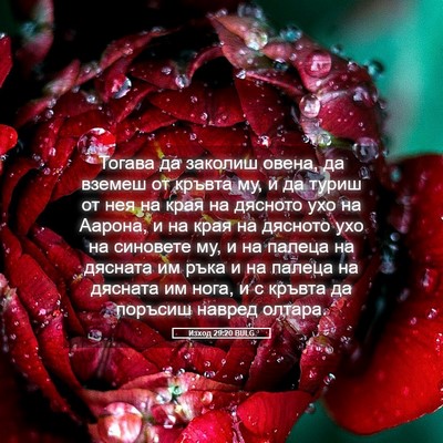Picture 05 - Изход 29:20 BULG - Тогава да заколиш овена, да - Bible Verse Picture