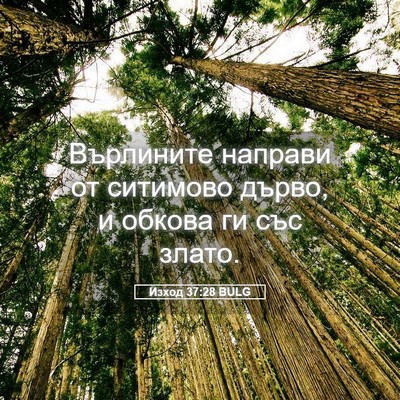 Picture 05 - Изход 37:28 BULG - Върлините направи от - Bible Verse Picture