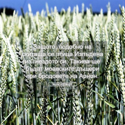 Picture 05 - Исая 16:2 BULG - Защото, подобно на скитаща - Bible Verse Picture