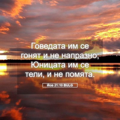 Picture 05 - Йов 21:10 BULG - Говедата им се гонят и не - Bible Verse Picture