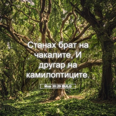 Picture 05 - Йов 30:29 BULG - Станах брат на чакалите, И - Bible Verse Picture