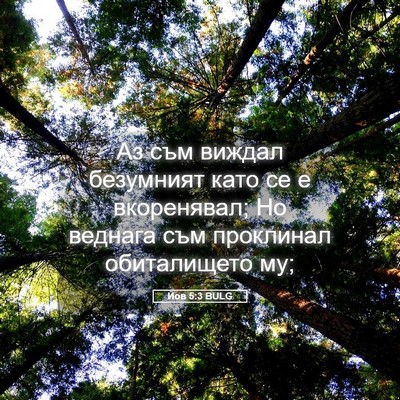 Picture 05 - Йов 5:3 BULG - Аз съм виждал безумният - Bible Verse Picture