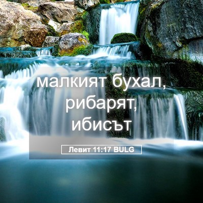 Picture 05 - Левит 11:17 BULG - малкият бухал, рибарят, - Bible Verse Picture