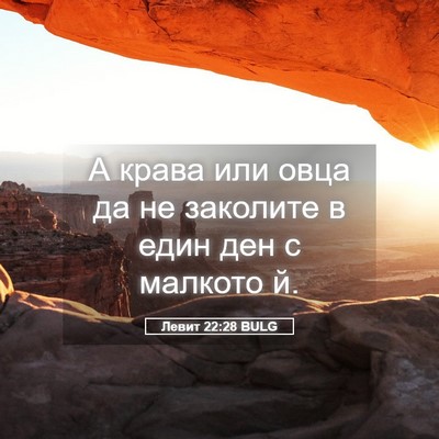 Picture 05 - Левит 22:28 BULG - А крава или овца да не - Bible Verse Picture