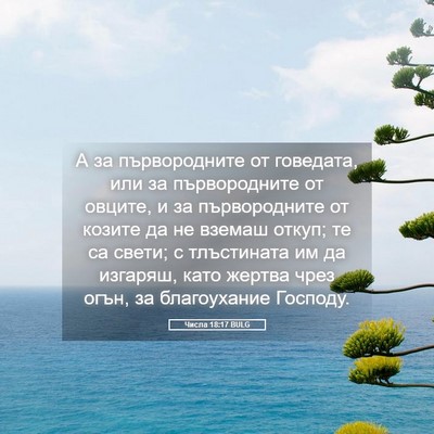 Picture 05 - Числа 18:17 BULG - А за първородните от - Bible Verse Picture