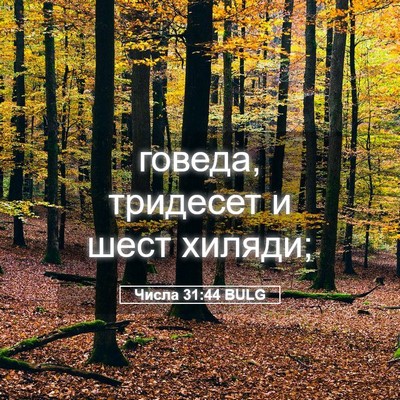 Picture 05 - Числа 31:44 BULG - говеда, тридесет и шест - Bible Verse Picture
