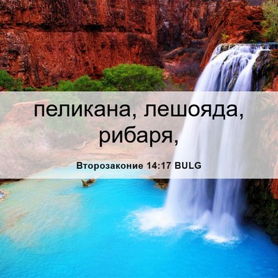 Picture 06 - Второзаконие 14:17 BULG - пеликана, лешояда, - Bible Verse Picture