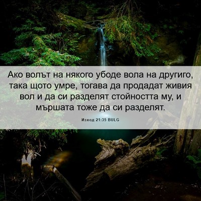 Picture 06 - Изход 21:35 BULG - Ако волът на някого убоде - Bible Verse Picture