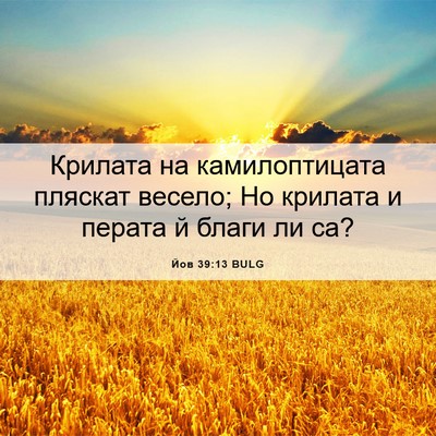 Picture 06 - Йов 39:13 BULG - Крилата на камилоптицата - Bible Verse Picture