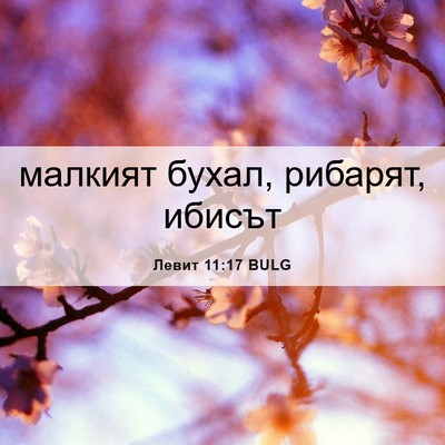 Picture 06 - Левит 11:17 BULG - малкият бухал, рибарят, - Bible Verse Picture