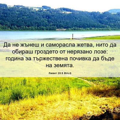 Picture 06 - Левит 25:5 BULG - Да не жънеш и саморасла - Bible Verse Picture