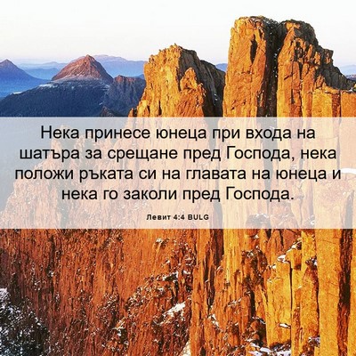 Picture 06 - Левит 4:4 BULG - Нека принесе юнеца при - Bible Verse Picture