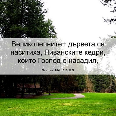 Picture 06 - Псалми 104:16 BULG - Великолепните+ дървета се - Bible Verse Picture