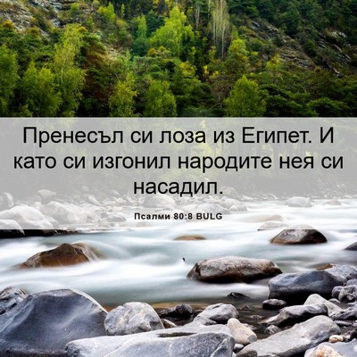 Picture 06 - Псалми 80:8 BULG - Пренесъл си лоза из Египет. - Bible Verse Picture