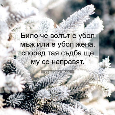Picture 07 - Изход 21:31 BULG - Било че волът е убол мъж - Bible Verse Picture