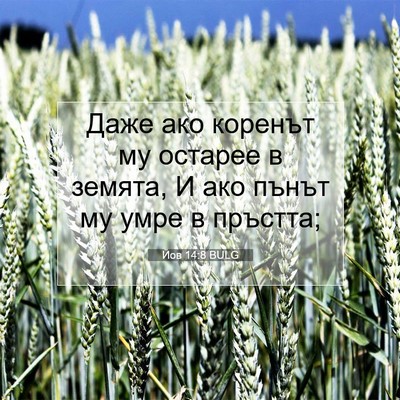 Picture 07 - Йов 14:8 BULG - Даже ако коренът му - Bible Verse Picture